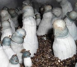 Albino Penis Envy Spore Syringe