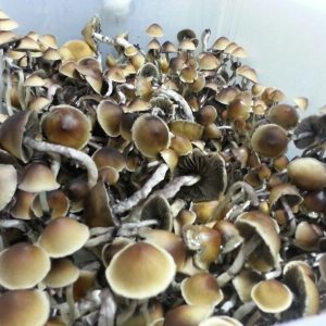 PENIS ENVY MUSHROOMS